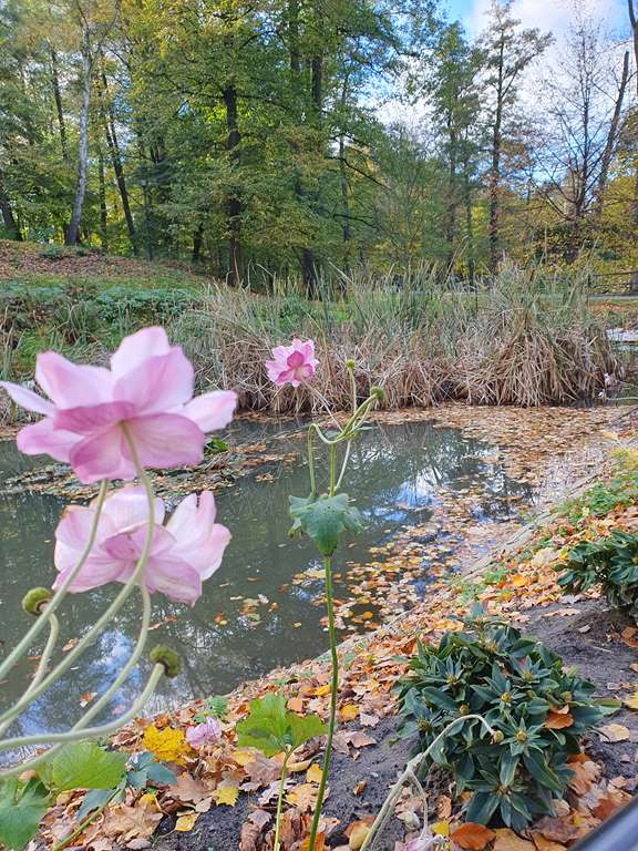 Revitalisierung des Planty Park: Wiederherstellung der Rückhaltekapazität des Kleinen Teichs photo
